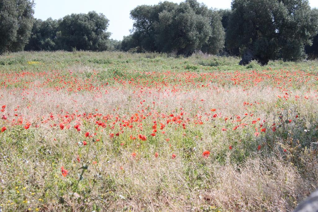 Masseria Valente Alloggio per agriturismo *