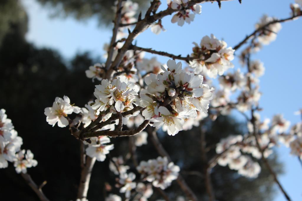 Masseria Valente *
